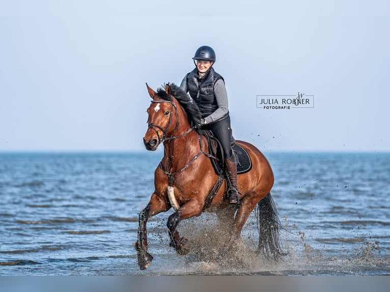 Hanoverian Gelding 7 years 16,3 hh Brown in Ganderkesee