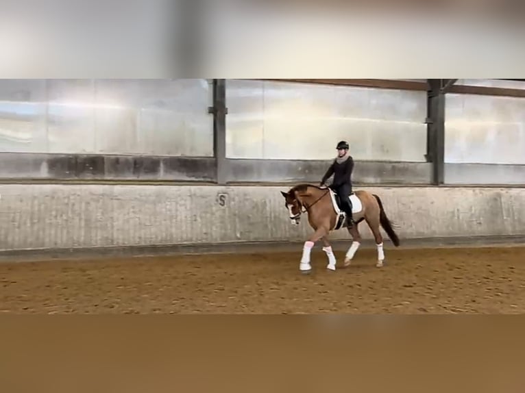 Hanoverian Gelding 7 years 16,3 hh Chestnut-Red in Braunschweig