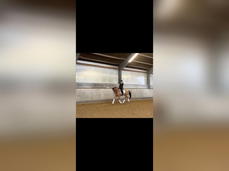 Hanoverian Gelding 7 years 16,3 hh Chestnut-Red in Braunschweig