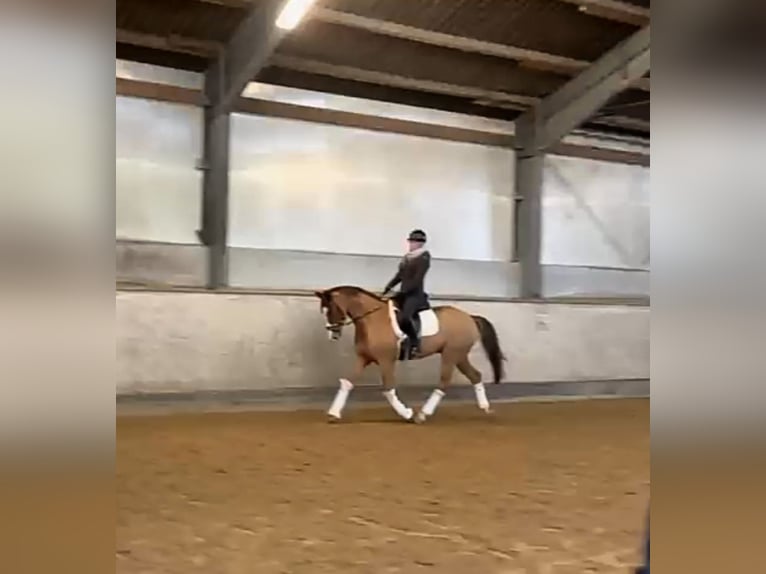 Hanoverian Gelding 7 years 16,3 hh Chestnut-Red in Braunschweig