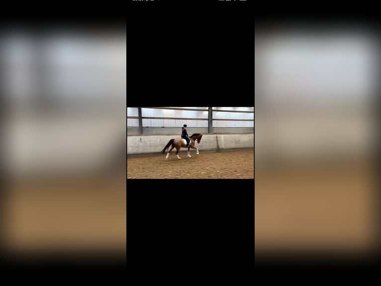 Hanoverian Gelding 7 years 16,3 hh Chestnut-Red in Braunschweig