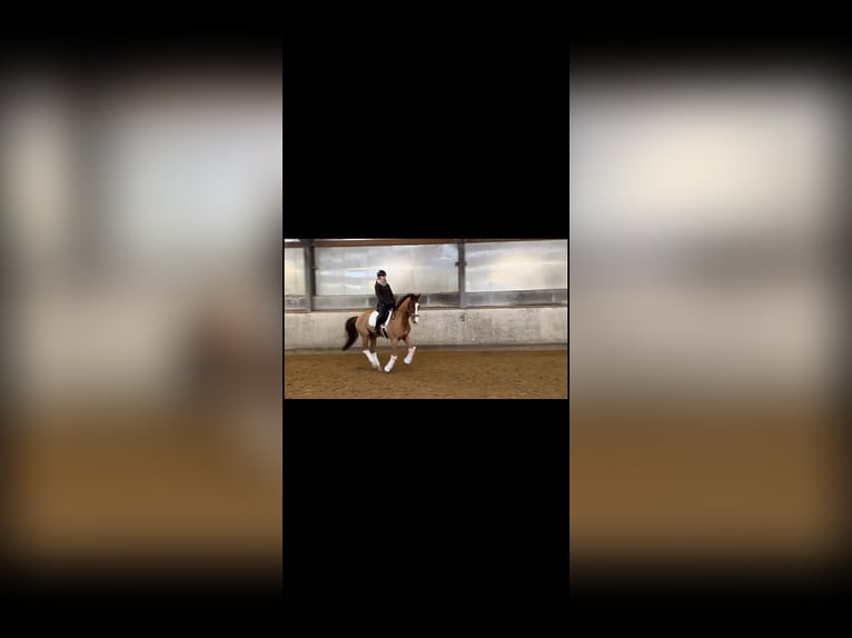 Hanoverian Gelding 7 years 16,3 hh Chestnut-Red in Braunschweig