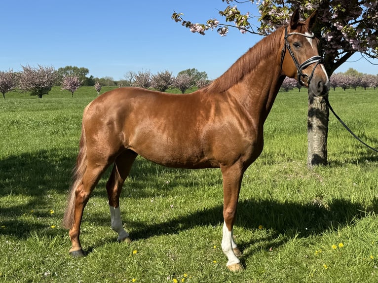 Hanoverian Gelding 7 years 16,3 hh Chestnut-Red in Dorsten
