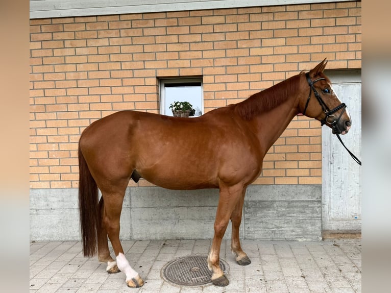 Hanoverian Gelding 7 years 16,3 hh Chestnut-Red in R&#xFC;egsauschachen
