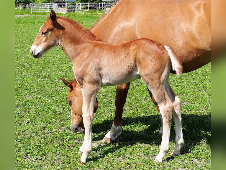 Hanoverian Gelding 7 years 16,3 hh Chestnut-Red in R&#xFC;egsauschachen