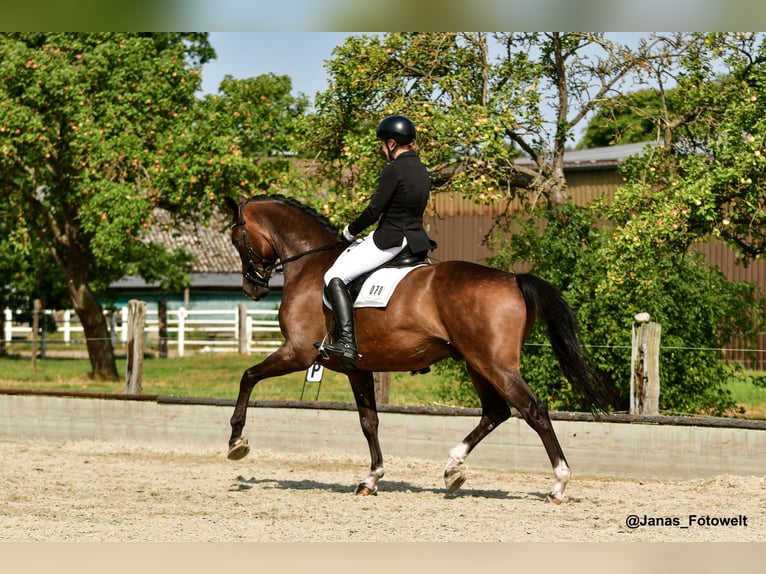 Hanoverian Gelding 7 years 17.1 hh Bay-Dark in Hittbergen