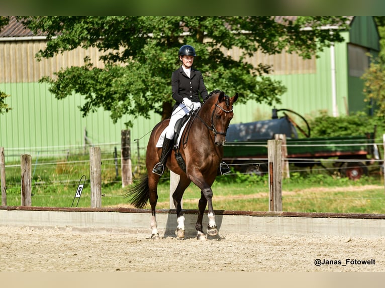Hanoverian Gelding 7 years 17.1 hh Bay-Dark in Hittbergen