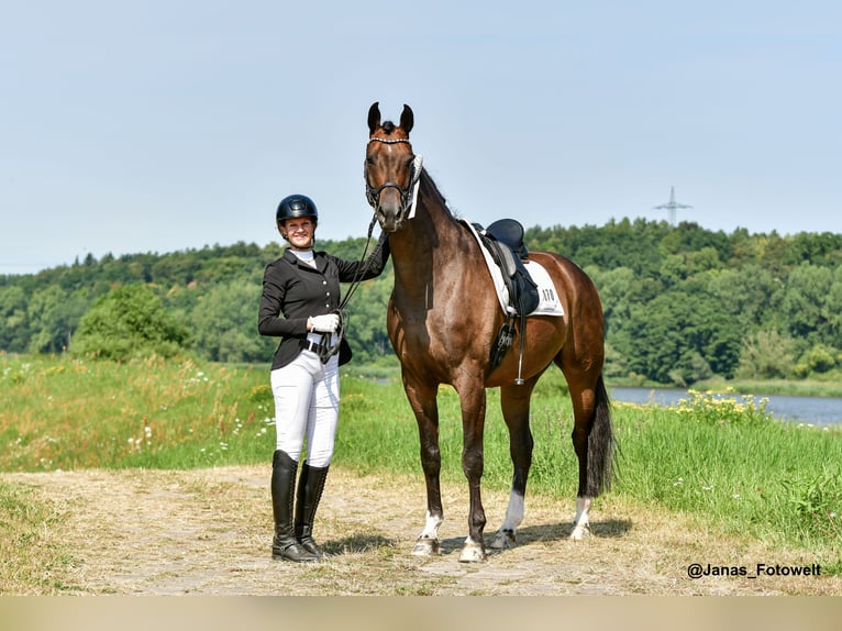 Hanoverian Gelding 7 years 17.1 hh Bay-Dark in Hittbergen