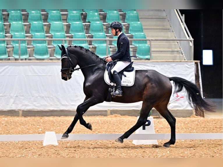 Hanoverian Gelding 7 years 17.1 hh Bay-Dark in Pilsach