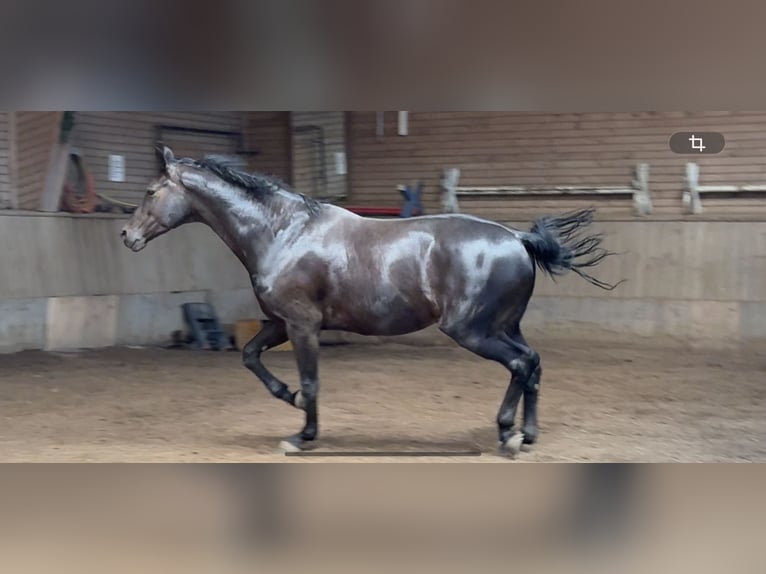 Hanoverian Gelding 7 years 17.1 hh Black in Saalfelden am steinernen Meer