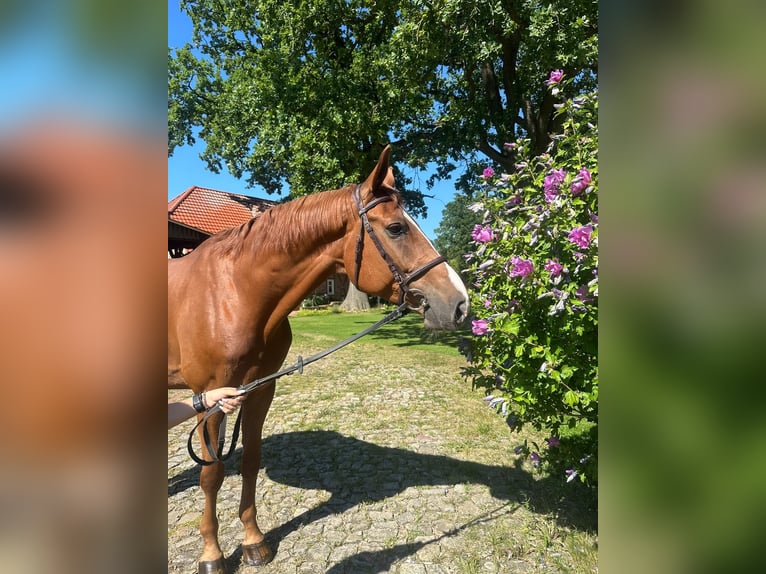 Hanoverian, Gelding, 7 years, 17.1 hh, Chestnut-Red