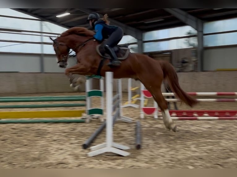 Hanoverian Gelding 7 years 17,1 hh Chestnut-Red in Sottrum