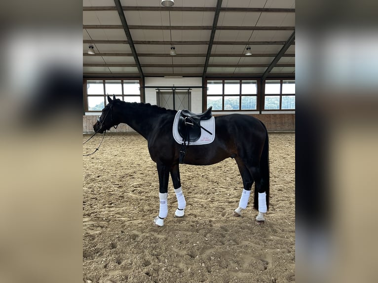 Hanoverian Gelding 7 years 17,2 hh Bay-Dark in Viersen