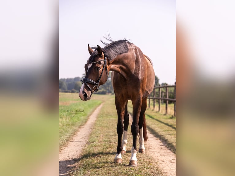 Hanoverian Gelding 7 years 17,2 hh Bay-Dark in Viersen