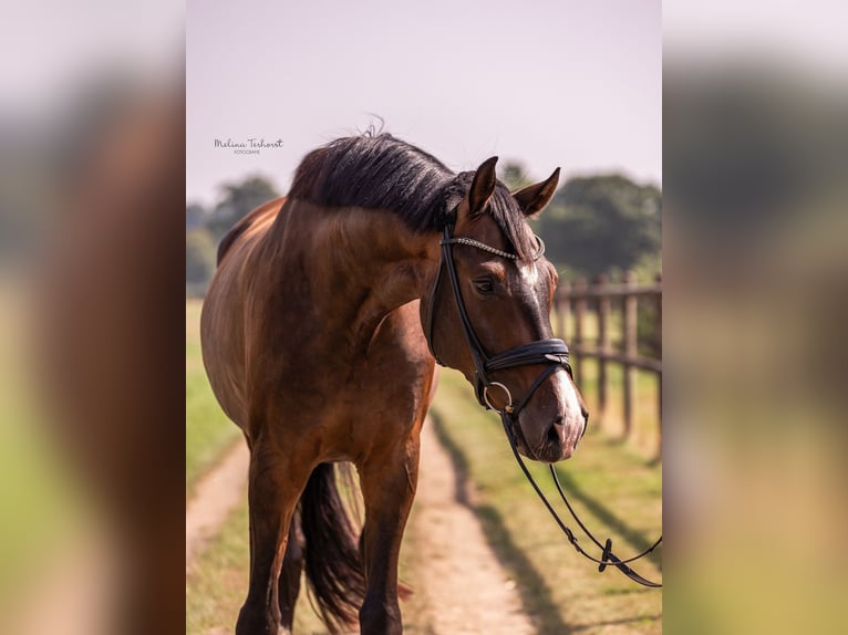 Hanoverian Gelding 7 years 17,2 hh Bay-Dark in Viersen