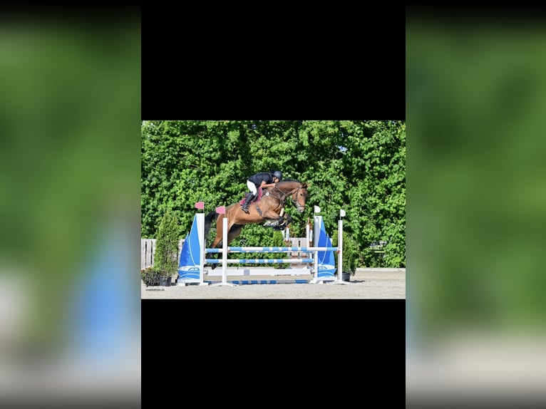 Hanoverian Gelding 7 years 17.2 hh Bay-Dark in Kloster Schäftlarn