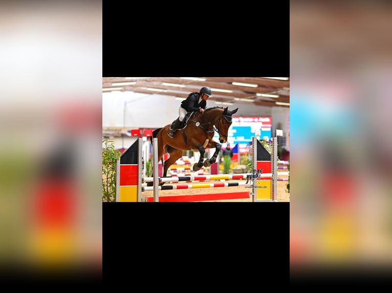 Hanoverian Gelding 7 years 17.2 hh Bay-Dark in Kloster Schäftlarn