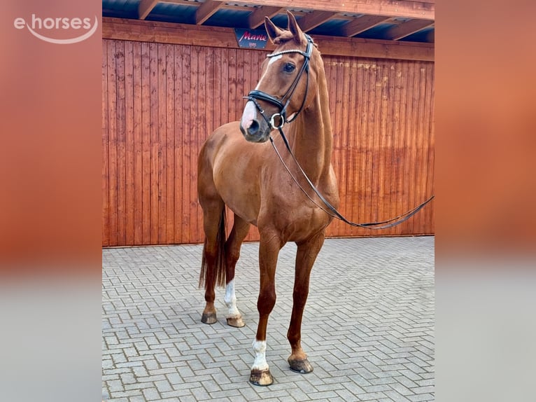 Hanoverian Gelding 7 years 17.2 hh Chestnut-Red in Norderstedt