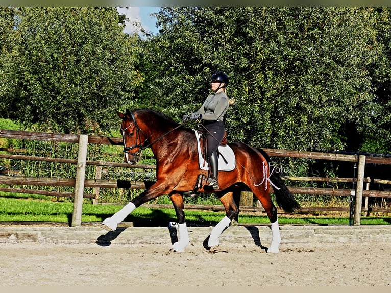 Hanoverian Gelding 7 years 17,2 hh in Kempen