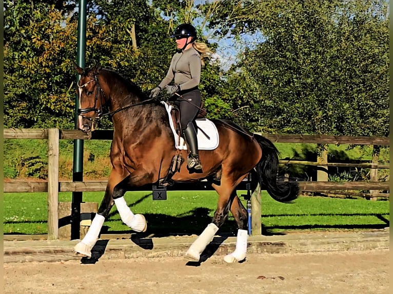 Hanoverian Gelding 7 years 17,2 hh in Kempen