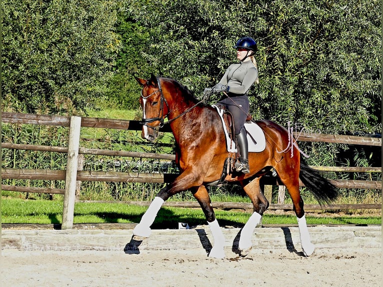 Hanoverian Gelding 7 years 17,2 hh in Kempen