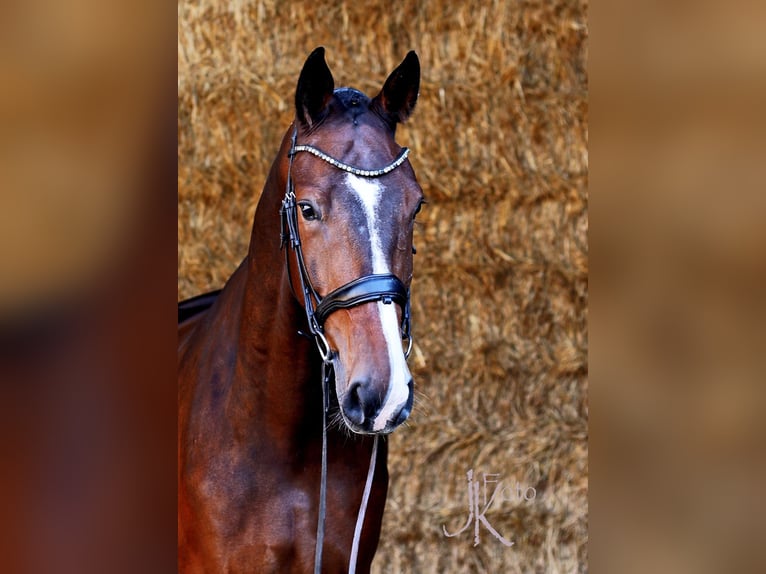 Hanoverian Gelding 7 years 17,2 hh in Kempen