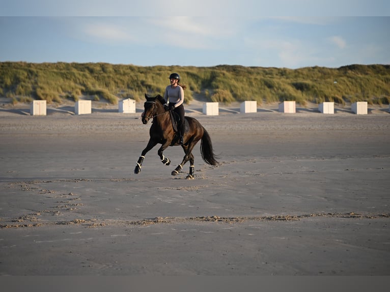 Hanoverian Gelding 7 years 17 hh Bay-Dark in Landau