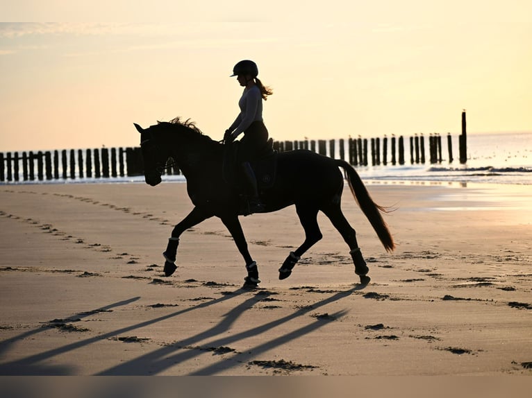 Hanoverian Gelding 7 years 17 hh Bay-Dark in Landau