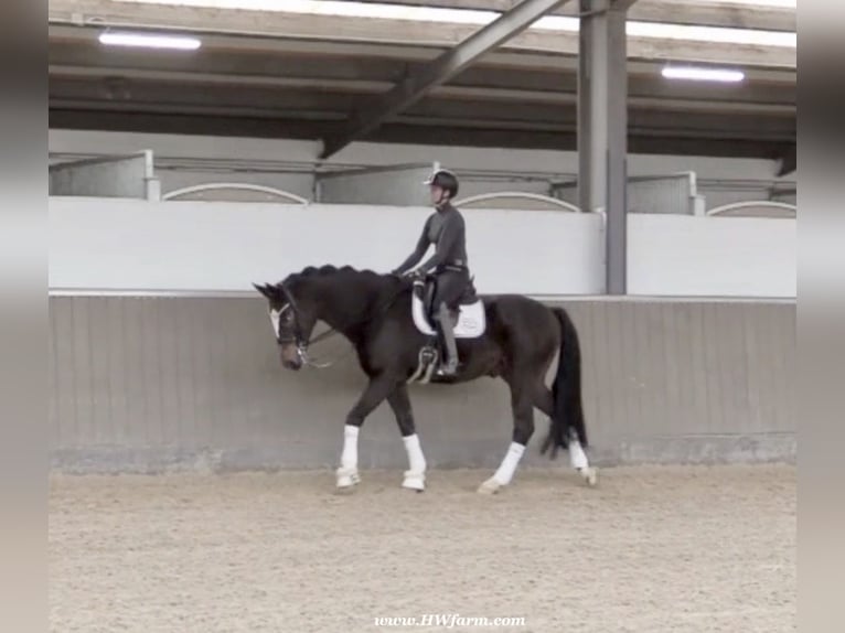 Hanoverian Gelding 7 years 17 hh Bay-Dark in Nottuln