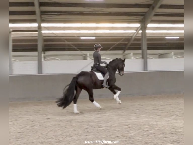 Hanoverian Gelding 7 years 17 hh Bay-Dark in Nottuln