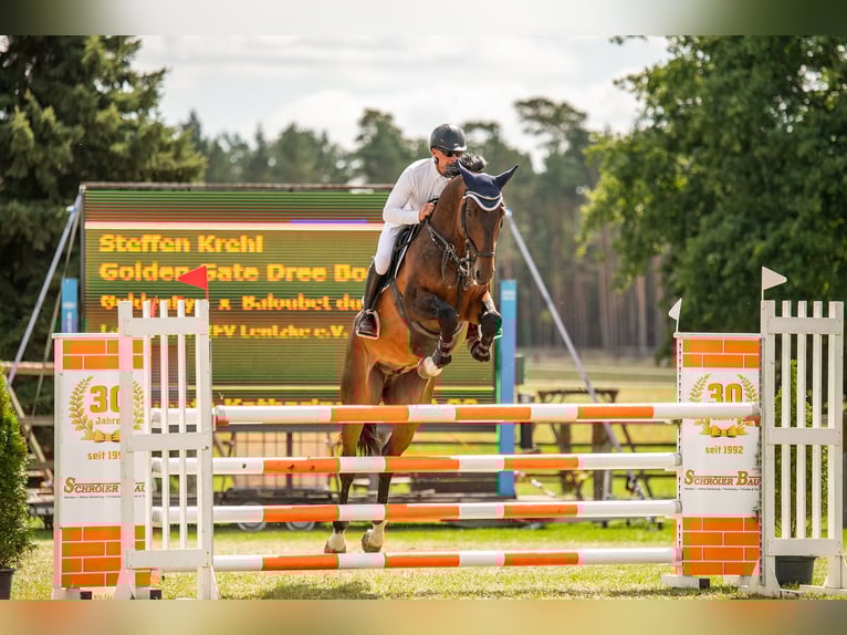 Hanoverian Gelding 7 years 17 hh Bay-Dark in Fehrbellin