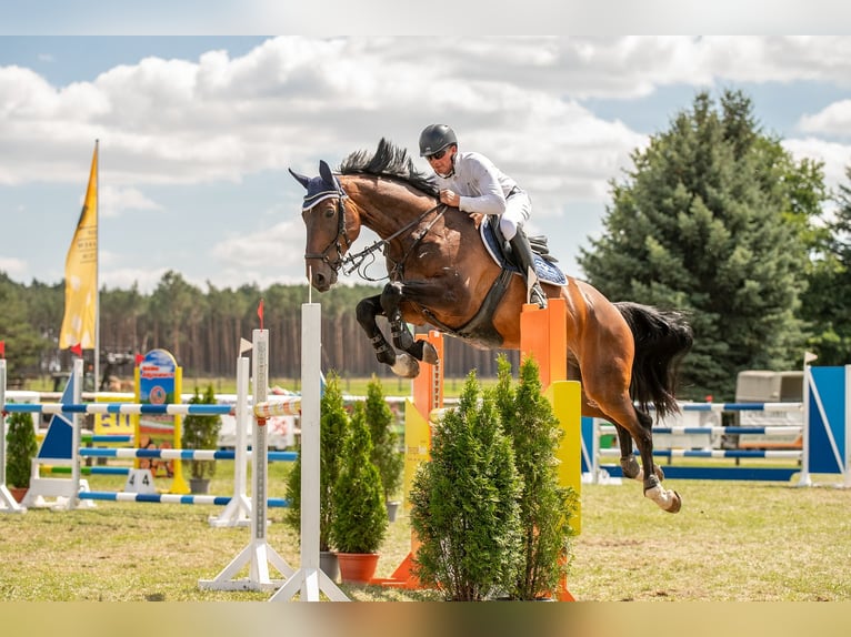 Hanoverian Gelding 7 years 17 hh Bay-Dark in Fehrbellin