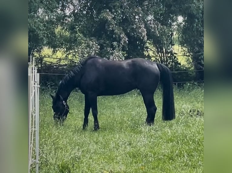 Hanoverian Gelding 7 years 17 hh Black in Sehnde