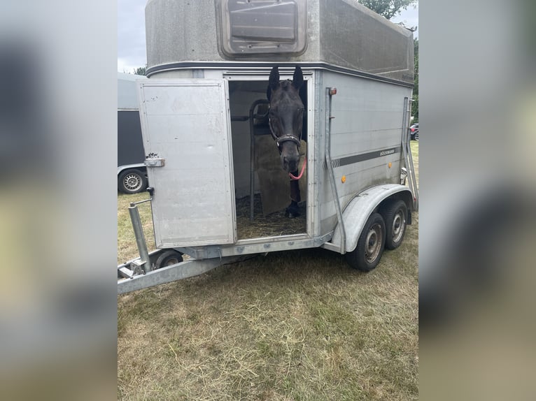 Hanoverian Gelding 7 years 17 hh Black in Sehnde