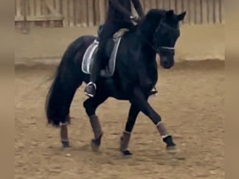 Hanoverian Gelding 7 years 17 hh Black in Sehnde