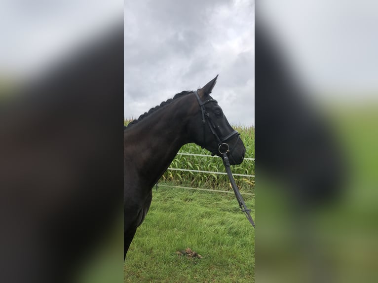 Hanoverian Gelding 7 years 17 hh Black in Nottuln