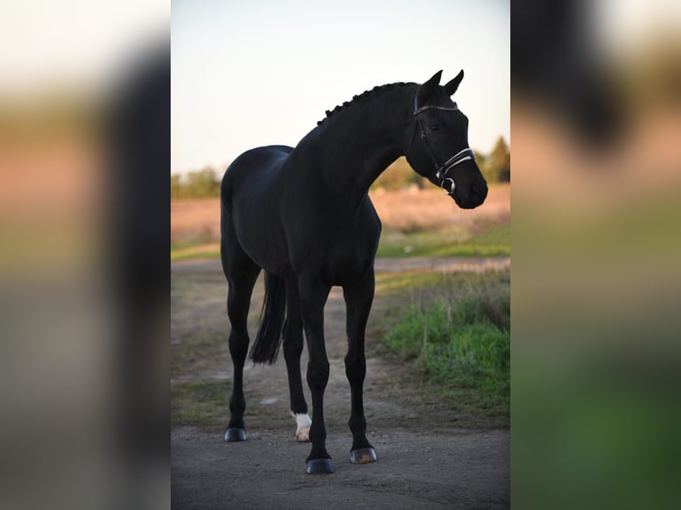 Hanoverian Gelding 7 years 17 hh Black in Békésszentandrás