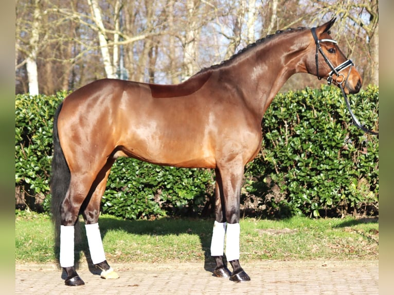 Hanoverian Gelding 7 years 17 hh Brown in Selsingen