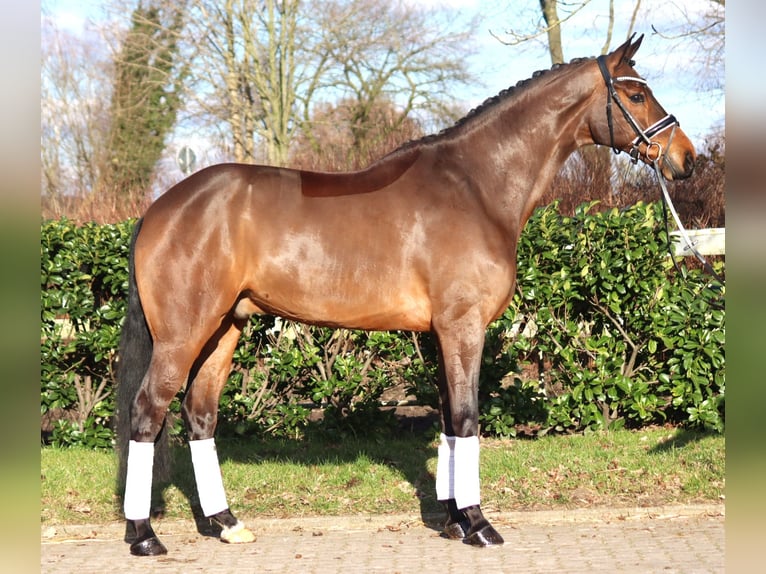 Hanoverian Gelding 7 years 17 hh Brown in Selsingen