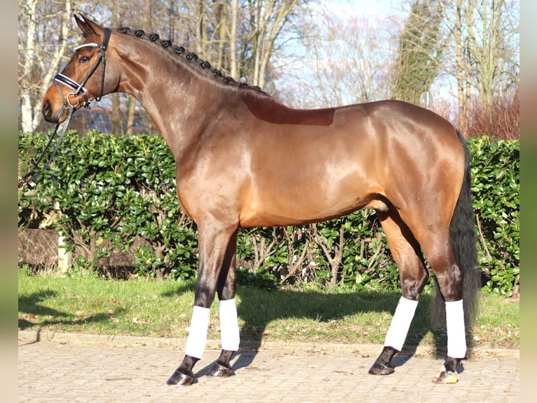 Hanoverian Gelding 7 years 17 hh Brown in Selsingen