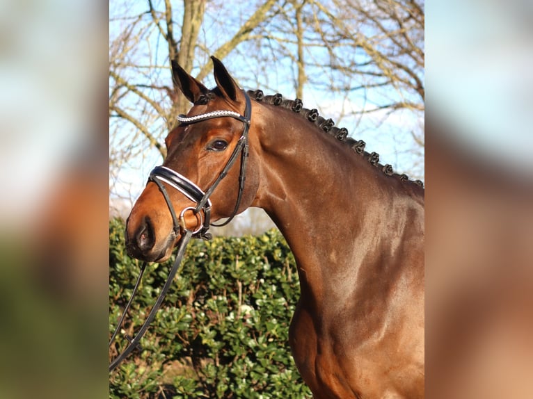 Hanoverian Gelding 7 years 17 hh Brown in Selsingen