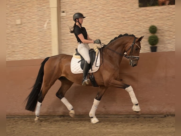 Hanoverian Gelding 7 years 17 hh Brown in Wehringen