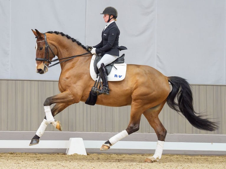 Hanoverian Gelding 7 years 17 hh Brown in M&#xFC;nster-Handorf