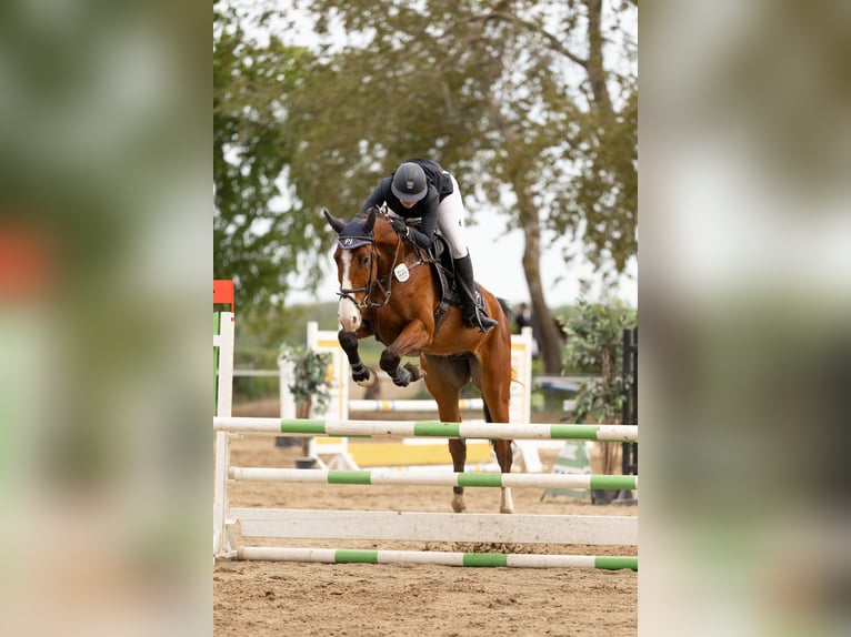 Hanoverian Gelding 7 years 17 hh Brown in Hohenhameln