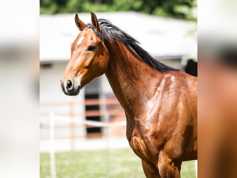 Hanoverian Gelding 7 years 17 hh Brown in Memmingen