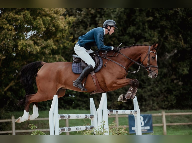 Hanoverian Gelding 7 years 17 hh Brown in Riedstadt