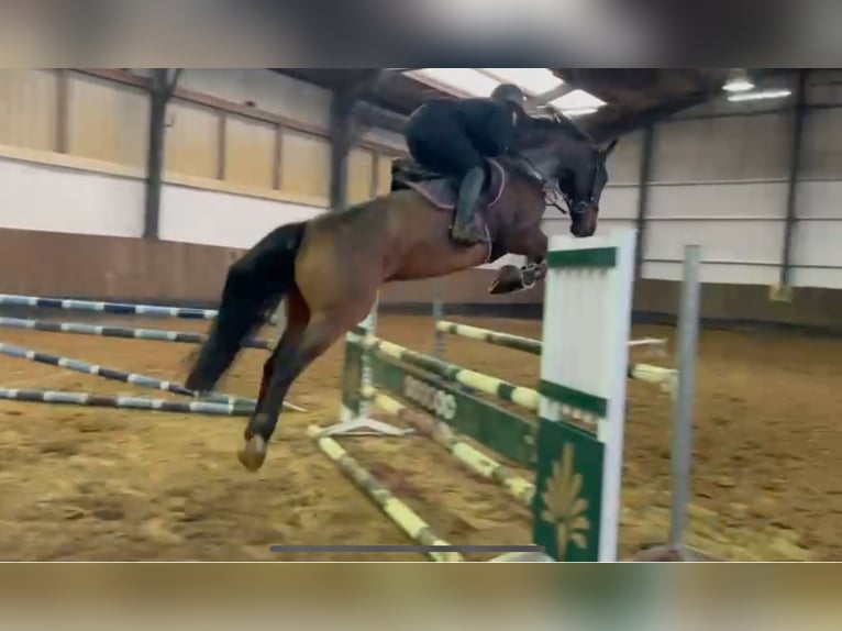 Hanoverian Gelding 7 years 17 hh Brown in Siedenburg