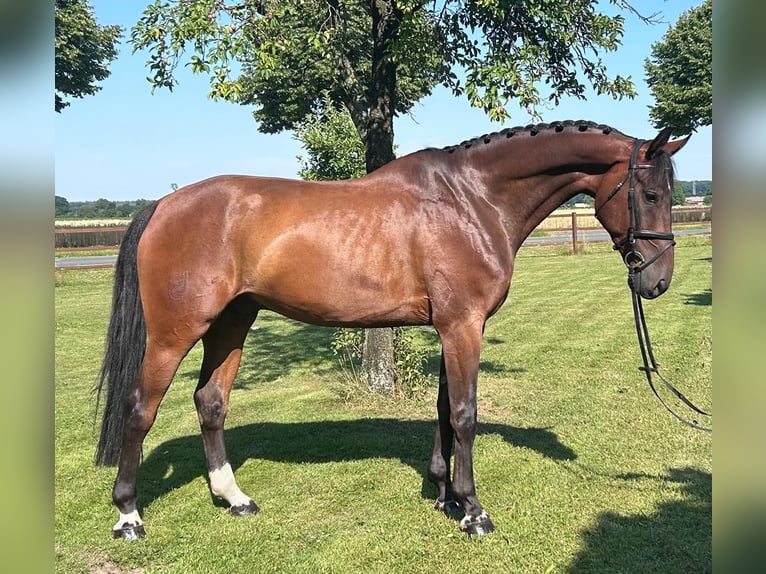 Hanoverian Gelding 7 years 17 hh Brown in Siedenburg