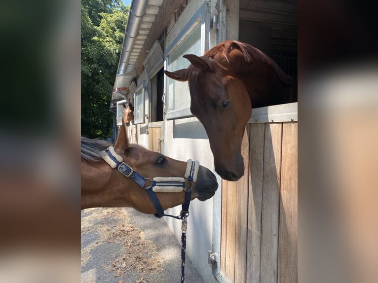 Hanoverian Gelding 7 years 17 hh Chestnut in Brunnthal