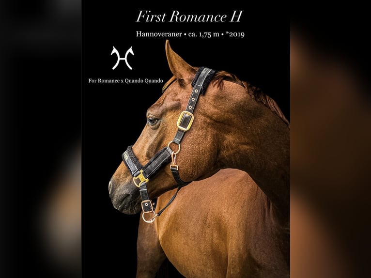 Hanoverian Gelding 7 years 17 hh Chestnut in BrunnthalBrunnthal